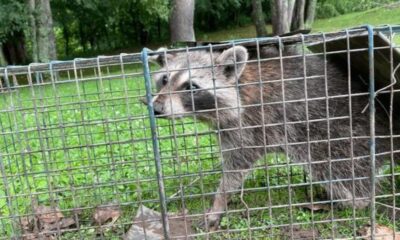 Critter Catcher