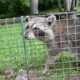 Critter Catcher