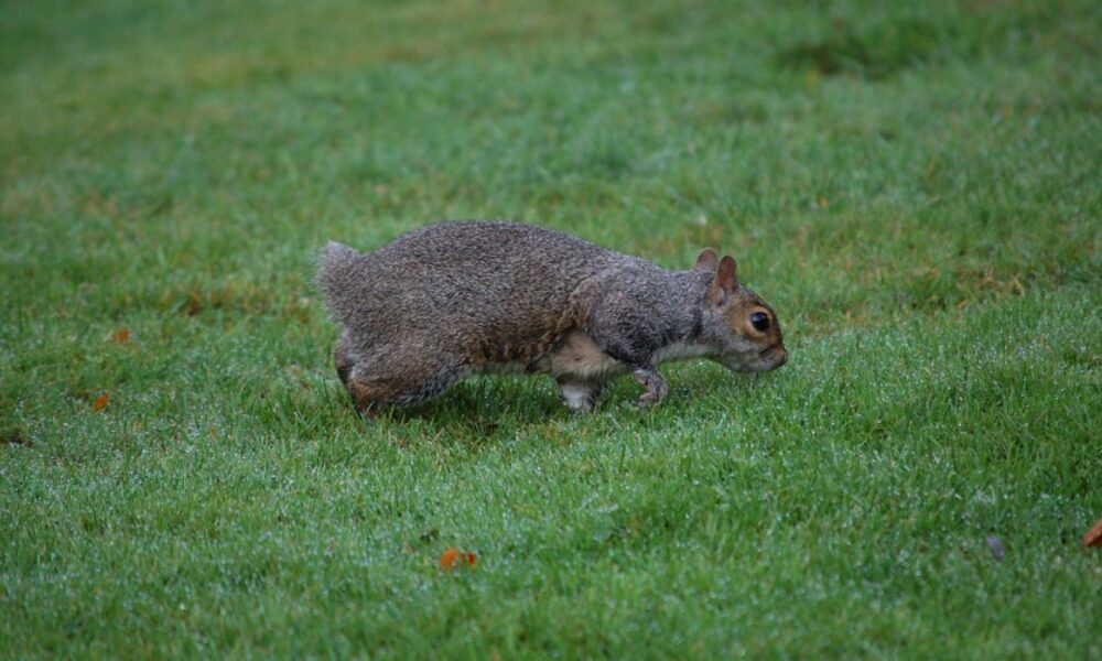 tailless squirrel