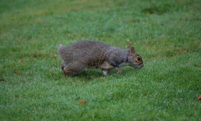 tailless squirrel