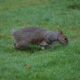 tailless squirrel