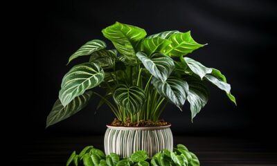 Manjula Pothos