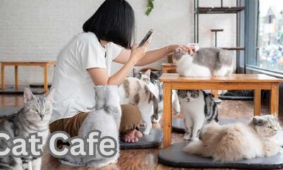 How to open a Cat Cafe