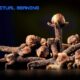 Clove Spiritual Meaning