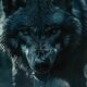 Black Wolf Names