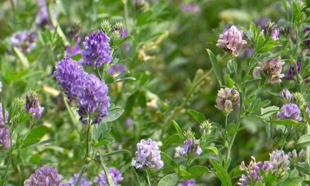 Alfalfa