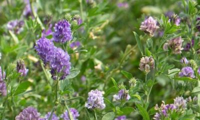 Alfalfa