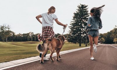 Can You Adopt Greyhounds in New Zealand?