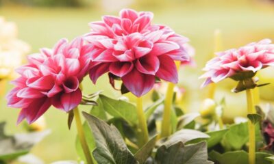 Dahlia pinnata