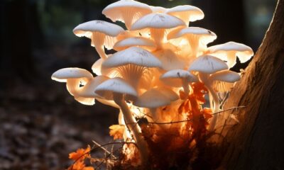 A Field Guide to Ecuadorian Mushrooms