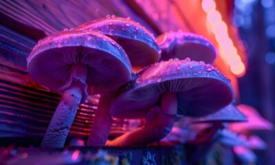 Magic Mushrooms
