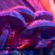Magic Mushrooms