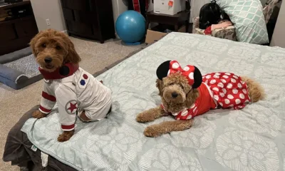 Distinctions Between Male and Female Goldendoodles