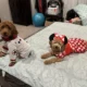 Distinctions Between Male and Female Goldendoodles