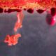 Ergothioneine VS Astaxanthin