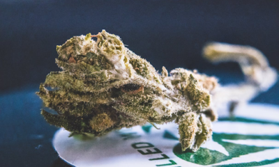 URB Finest Flowers Flavors