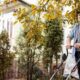 The Benefits of Professional Leaf Removal Services