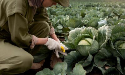 Squash Bugs