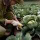 Squash Bugs