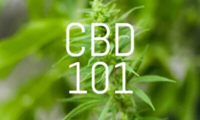 CBD Bud