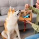 Dog Behavior