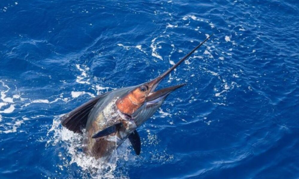 Los Sueños Resort and Marina