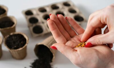 Lunar Phases Affect The Plant Growth