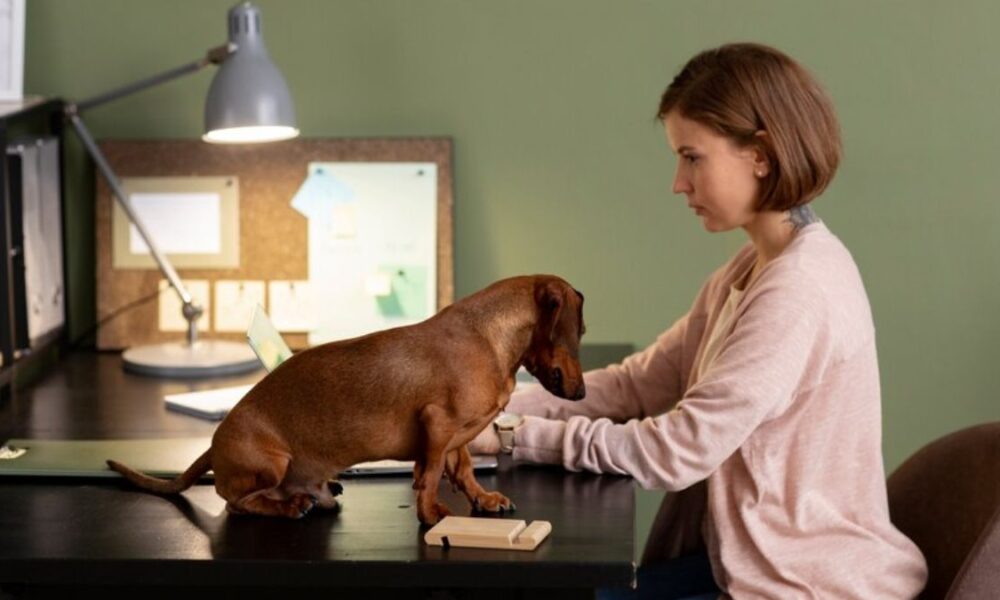 CBD Oil Help with Dogs Anxiety