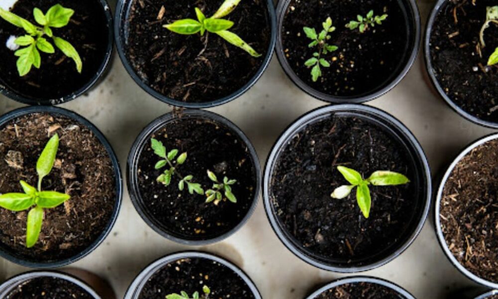 The Evolution of Urban Gardening