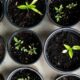 The Evolution of Urban Gardening