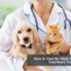 sell vet practice