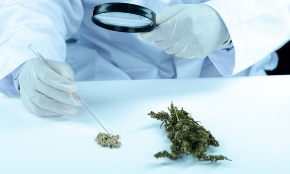 Moderate Marijuana Use