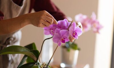 Crown Rot in Orchids