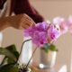 Crown Rot in Orchids