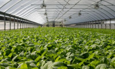 Greenhouse