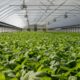 Greenhouse