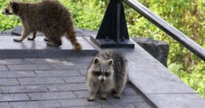 Raccoon Removal