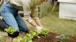 Revegetation