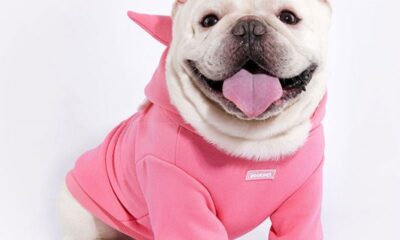 Outfits for Your Dog
