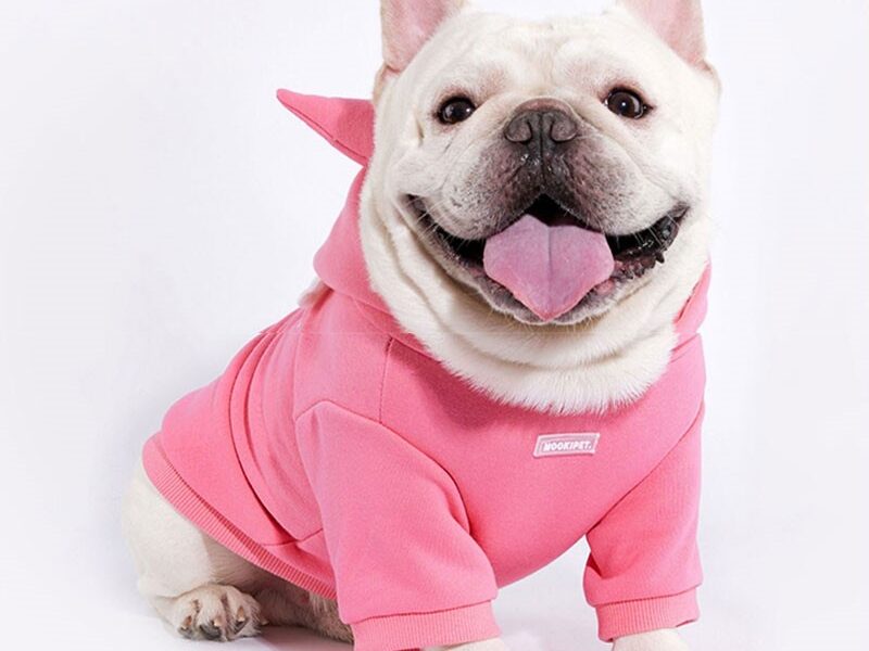 Outfits for Your Dog