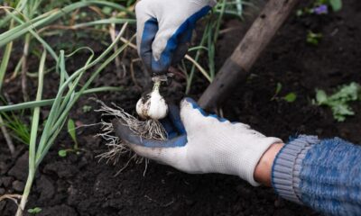 How to Use Garlic in Companion Gardening
