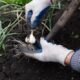 How to Use Garlic in Companion Gardening