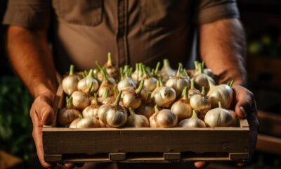 Garlic Business Opportunities for Small Farms