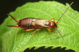 Rid Of Earwigs