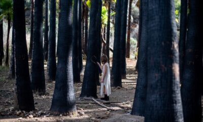 Cinnamoth Forest