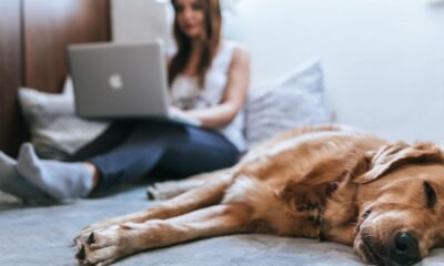 Pet Owners