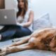 Pet Owners