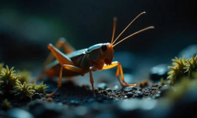 Cave Cricket
