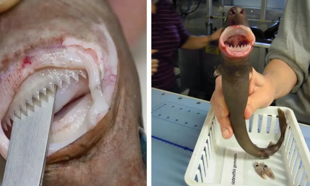 Cookie Cutter Sharks