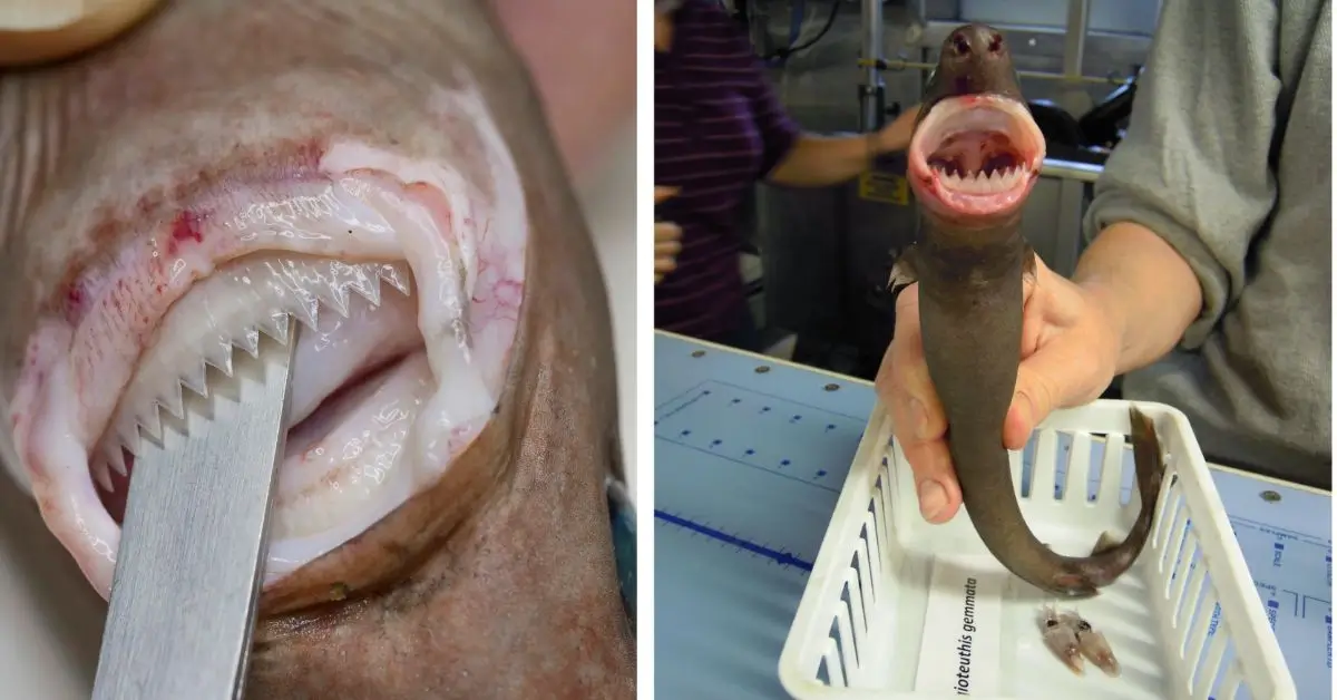 Cookie Cutter Sharks